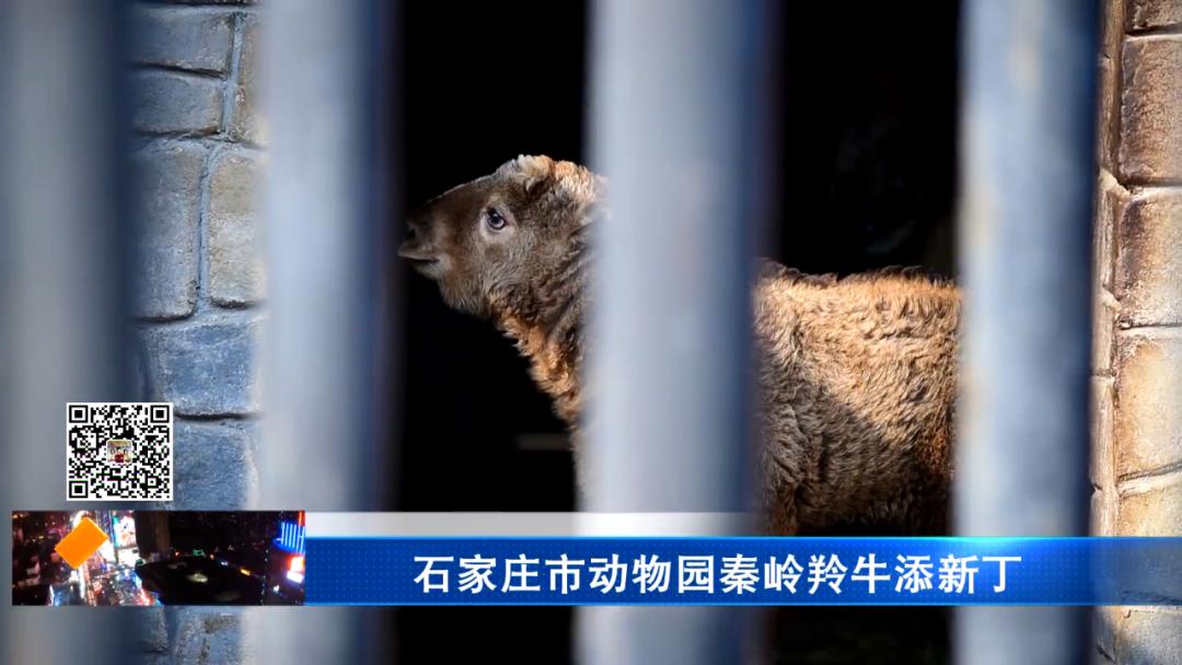 石家庄市动物园秦岭羚牛添新丁(图1)