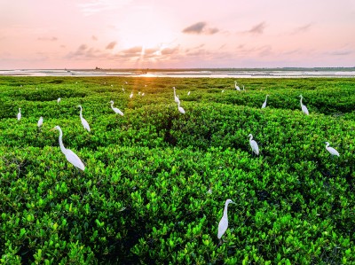 绿满八桂 万物共生——广西多举措守护生物多样性之美(图1)