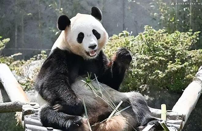 日本正式宣布：将在6月28日归还中国(图4)