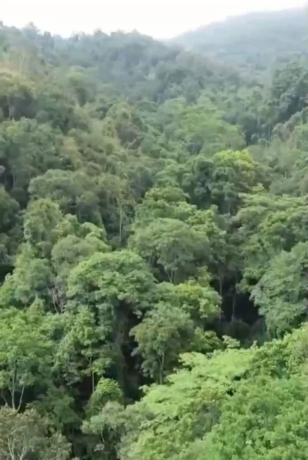 世界野生动植物日丨我国这些珍稀物种再扩容(图1)