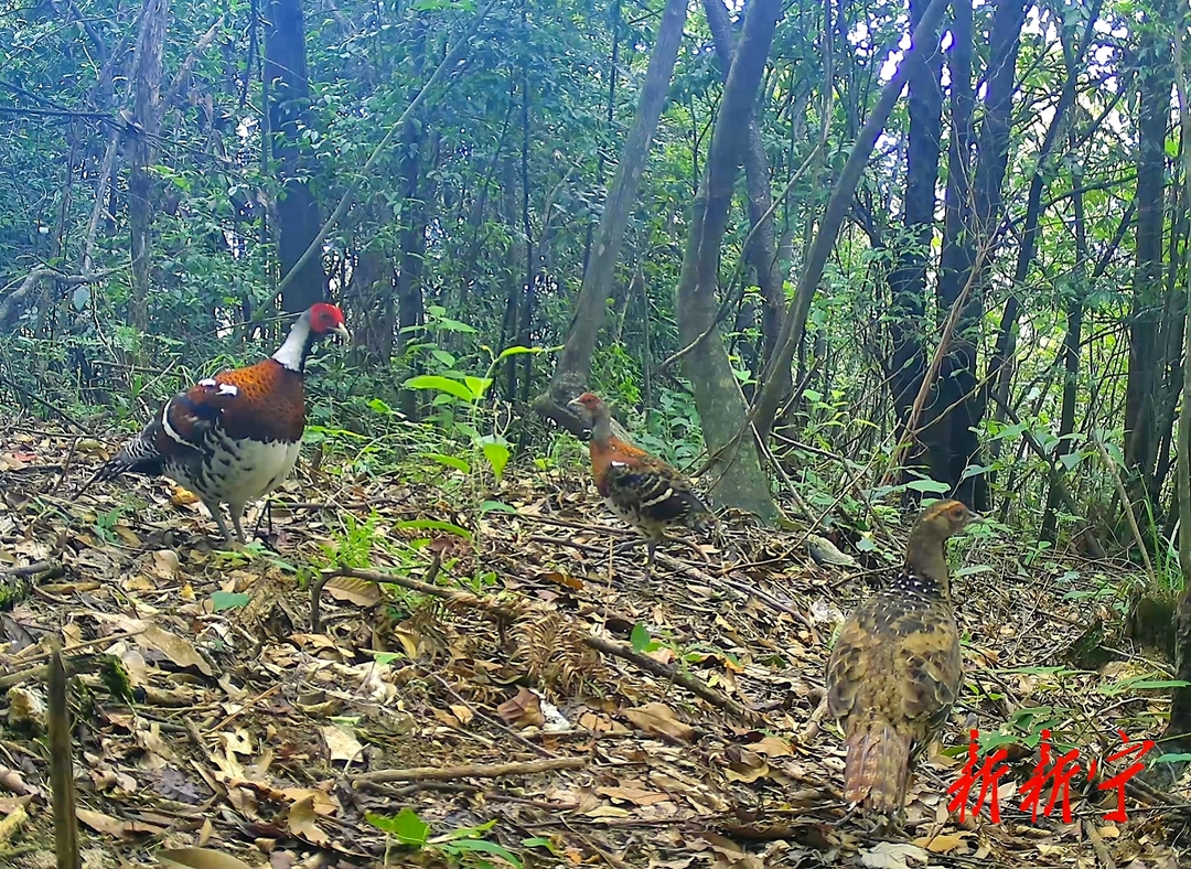 新宁：良好生态频现珍稀动物(图1)
