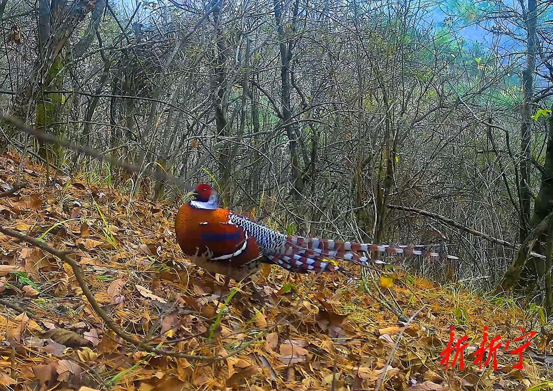 新宁：良好生态频现珍稀动物(图2)