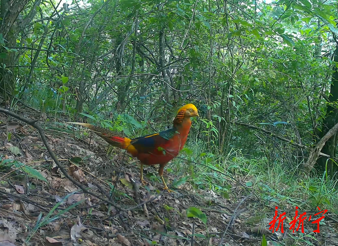 新宁：良好生态频现珍稀动物(图3)