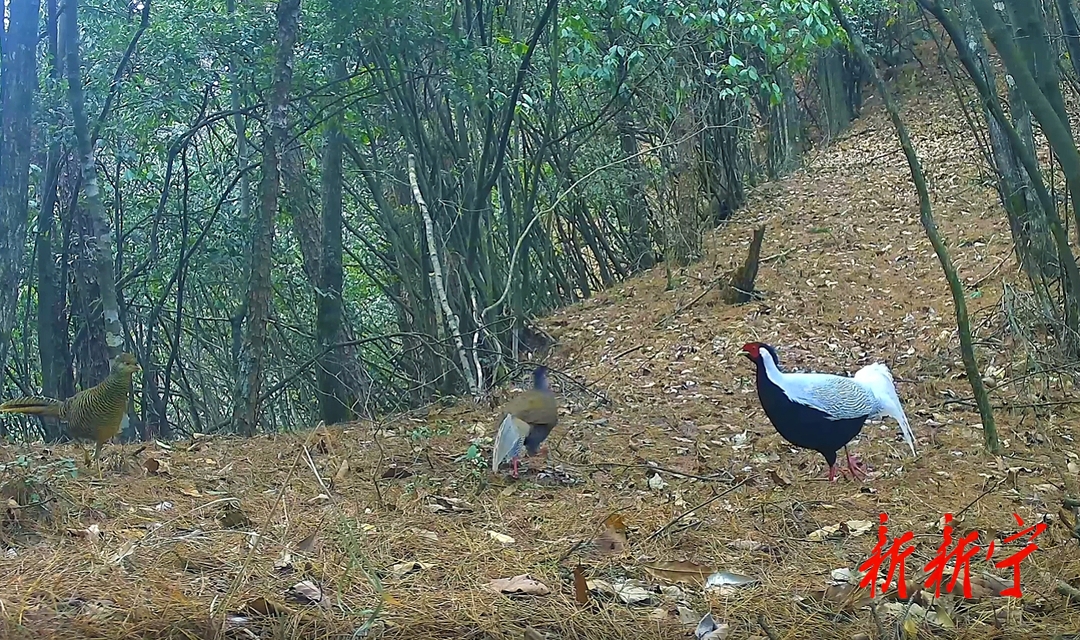 新宁：良好生态频现珍稀动物(图4)
