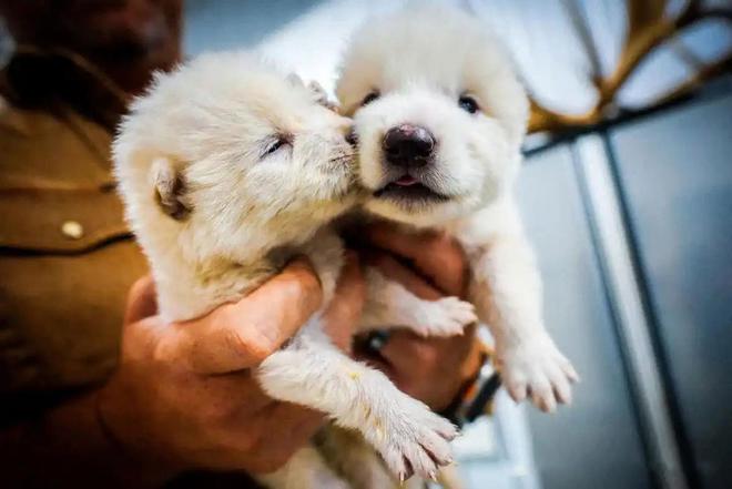 复活恐龙还远吗？125万年前灭绝的恐狼都有了是创举还是隐患(图6)