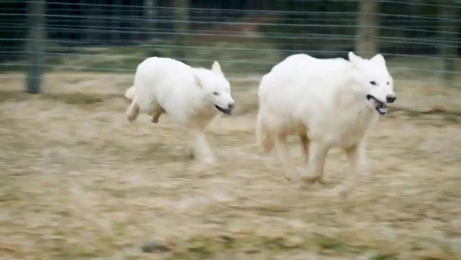 复活恐龙还远吗？125万年前灭绝的恐狼都有了是创举还是隐患(图7)