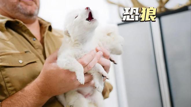 复活恐龙还远吗？125万年前灭绝的恐狼都有了是创举还是隐患(图5)