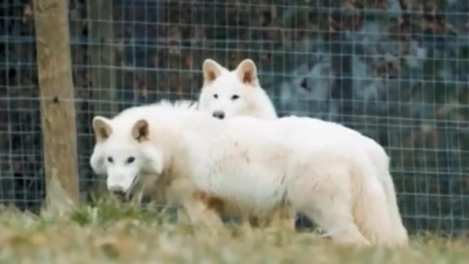 复活恐龙还远吗？125万年前灭绝的恐狼都有了是创举还是隐患(图4)