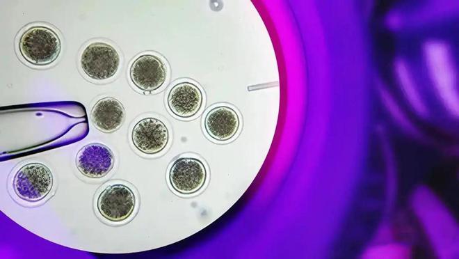 复活恐龙还远吗？125万年前灭绝的恐狼都有了是创举还是隐患(图3)