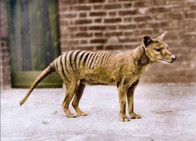 复活恐龙还远吗？125万年前灭绝的恐狼都有了是创举还是隐患(图10)