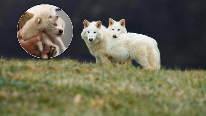 复活恐龙还远吗？125万年前灭绝的恐狼都有了是创举还是隐患(图8)