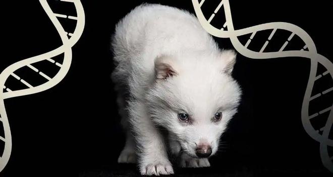 复活恐龙还远吗？125万年前灭绝的恐狼都有了是创举还是隐患(图9)