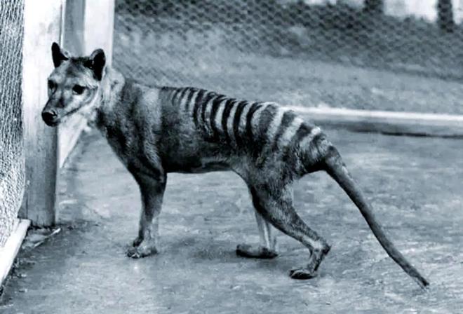 复活恐龙还远吗？125万年前灭绝的恐狼都有了是创举还是隐患(图11)