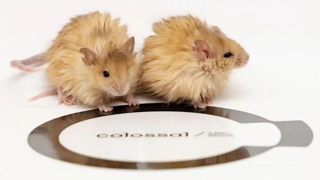 复活恐龙还远吗？125万年前灭绝的恐狼都有了是创举还是隐患(图13)