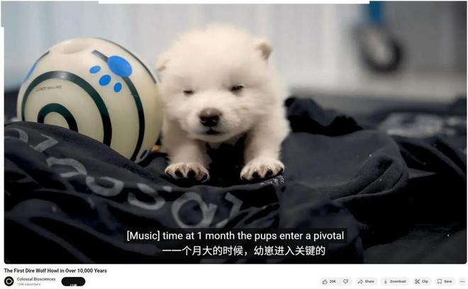 复活恐龙还远吗？125万年前灭绝的恐狼都有了是创举还是隐患(图17)