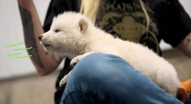 复活恐龙还远吗？125万年前灭绝的恐狼都有了是创举还是隐患(图22)