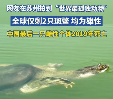 全球极危物种斑鳖濒临灭绝仅存2只雄性1只在中国(图2)