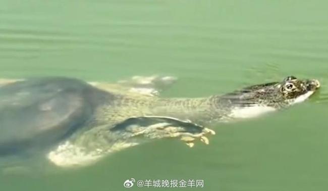 比大熊猫更濒危的动物全国仅1只 最后斑鳖孤独生存(图1)