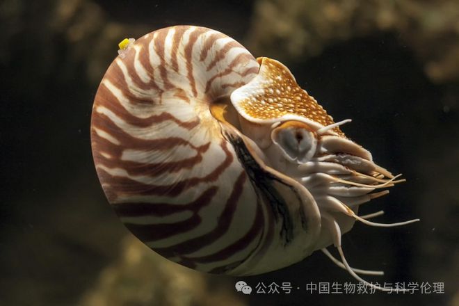 濒危物种碰不得杭州一女子网购鹦鹉螺壳被查｜事件