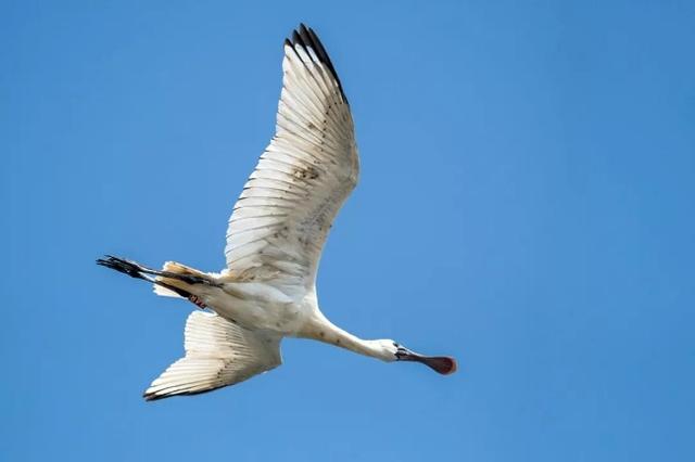 中国日报看湖南｜绿野追踪 探秘南国生物多样性宝库(图1)