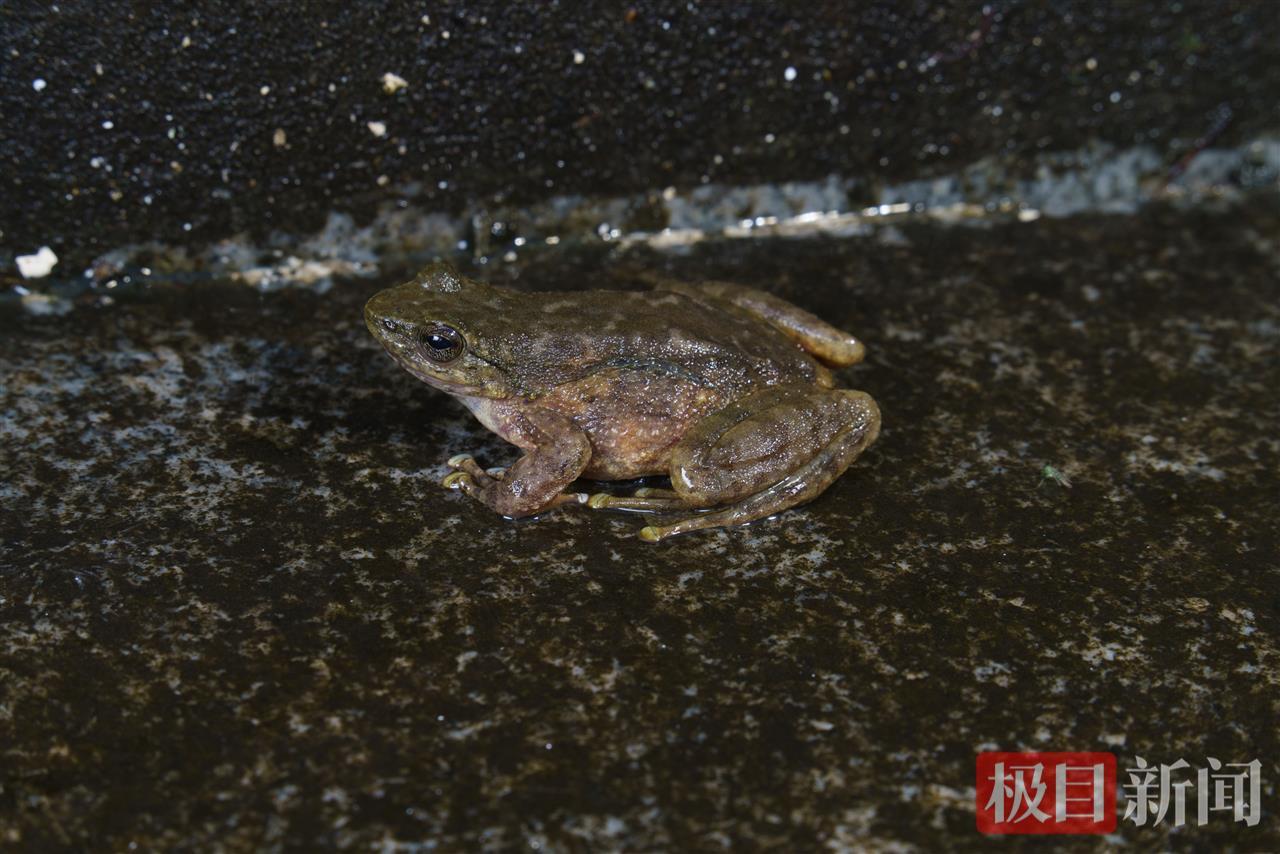 湖北恩施州发现三种两栖动物新记录(图1)