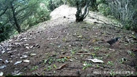 云南天池保护区获29种珍稀野生动物影像优威红外相机助力监测。(图1)