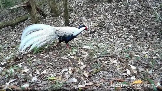 云南天池保护区获29种珍稀野生动物影像优威红外相机助力监测。(图2)