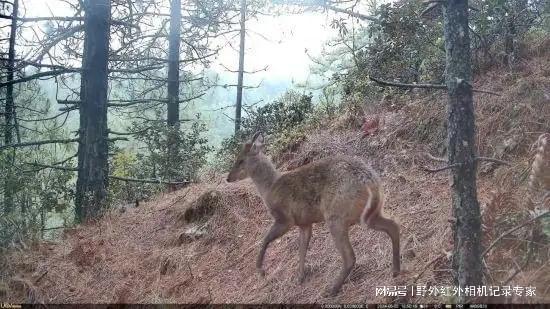 云南天池保护区获29种珍稀野生动物影像优威红外相机助力监测。(图3)