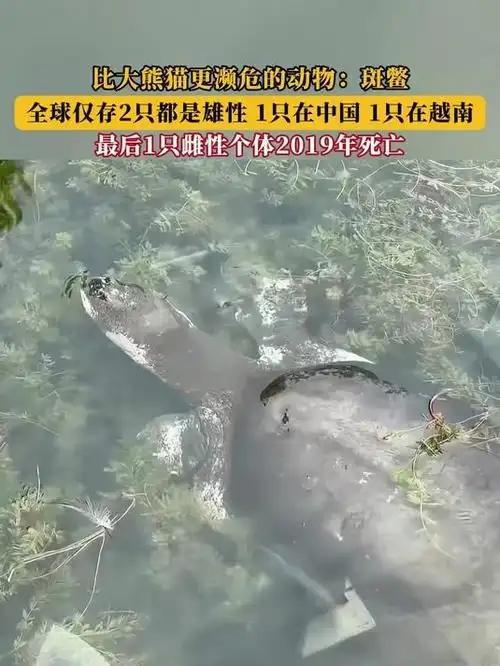 难道压力太大鳖都不愿意生了？全国仅剩一只的神兽即将成为孤种(图7)