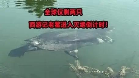 难道压力太大鳖都不愿意生了？全国仅剩一只的神兽即将成为孤种(图8)