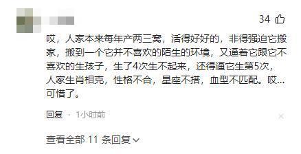 难道压力太大鳖都不愿意生了？全国仅剩一只的神兽即将成为孤种(图14)