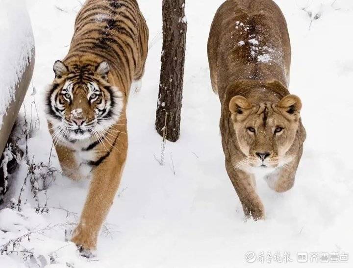 观鸟如何点“绿”成金(图1)