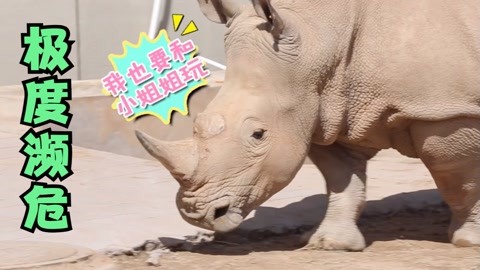 全球最濒危动物前十位(图1)