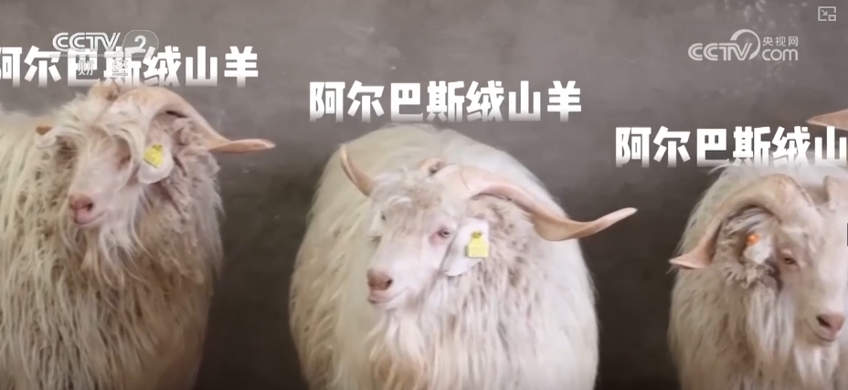 “主导产业+配套产业+衍生” 镇域经济创新发展释放强劲发展动能(图7)