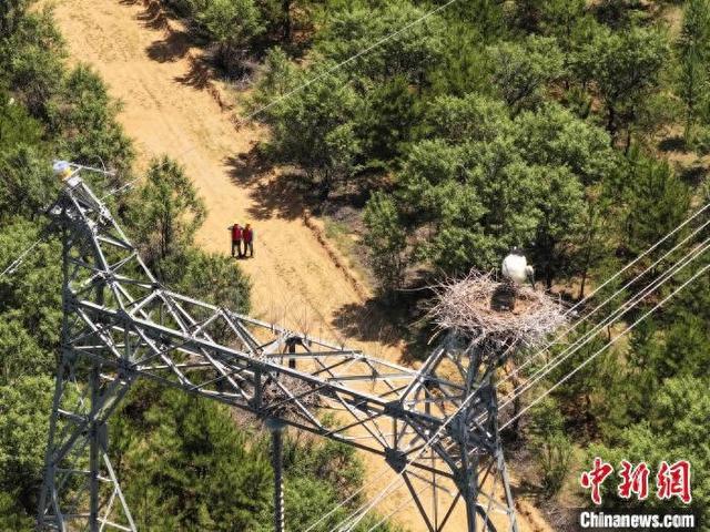 山西大同：“鸟中国宝”铁塔筑巢繁殖 电力人员守护“空中来客”(图1)
