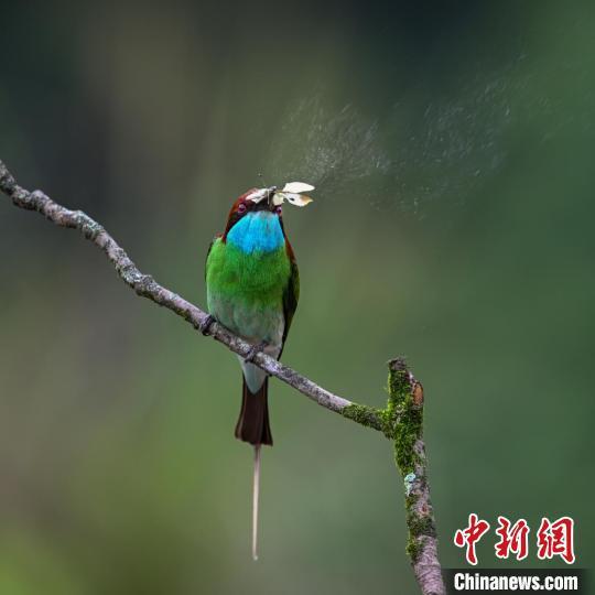 “中国最美小鸟”蓝喉蜂虎现身闽北(图2)