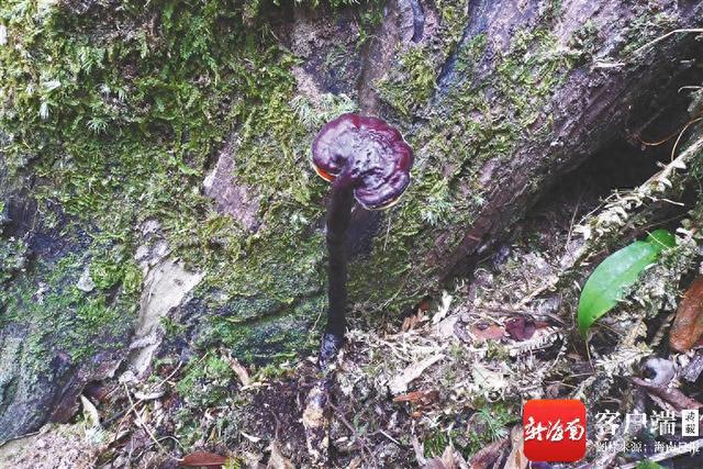 新物种+2！海南科研团队发现素贞灵芝和自然保护地壁虎(图1)