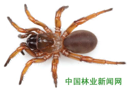 全球十种最奇异新物种亮相(图8)
