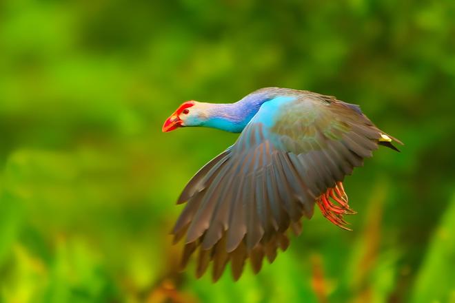 曾认为国内已灭绝！144年后一只瘸腿一只被困再现厦门(图3)