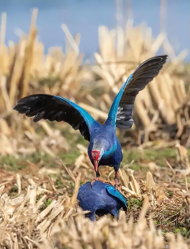 曾认为国内已灭绝！144年后一只瘸腿一只被困再现厦门(图6)