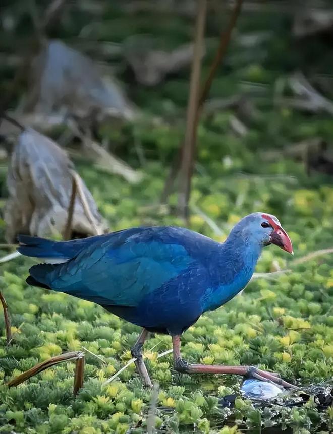 曾认为国内已灭绝！144年后一只瘸腿一只被困再现厦门(图8)