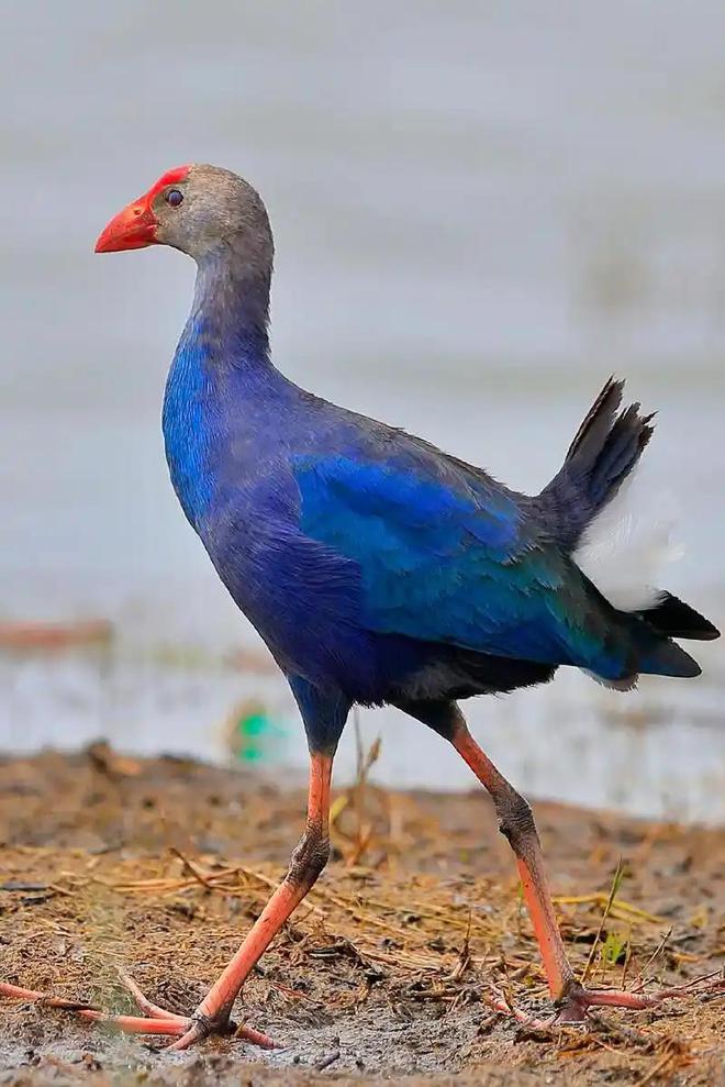 曾认为国内已灭绝！144年后一只瘸腿一只被困再现厦门(图7)