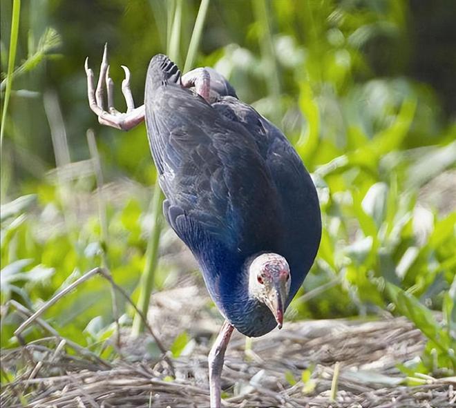 曾认为国内已灭绝！144年后一只瘸腿一只被困再现厦门(图11)
