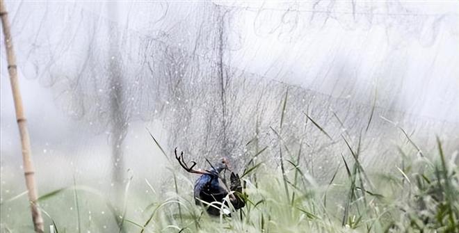 曾认为国内已灭绝！144年后一只瘸腿一只被困再现厦门(图10)