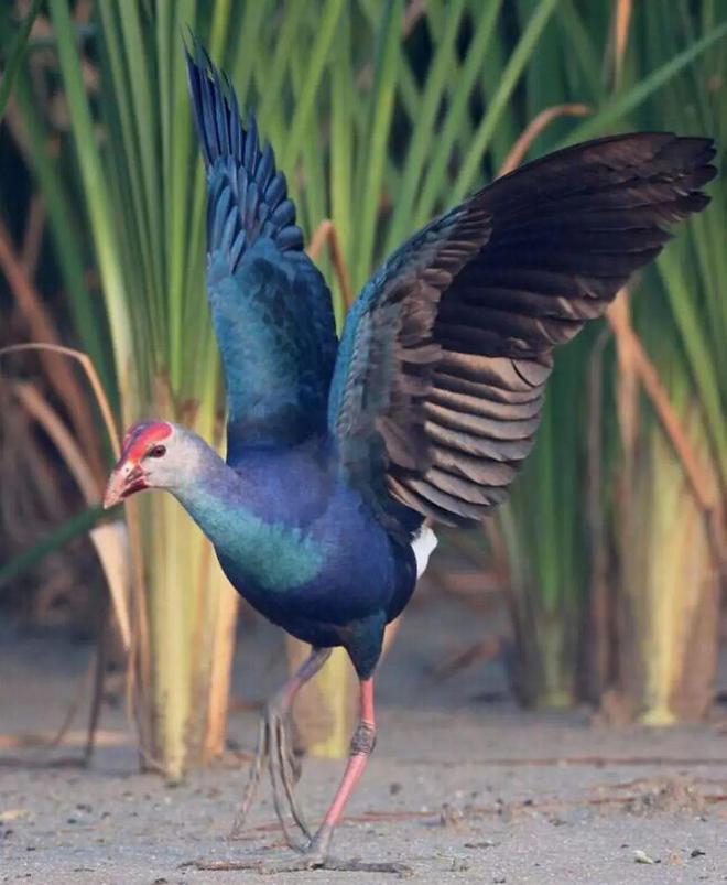 曾认为国内已灭绝！144年后一只瘸腿一只被困再现厦门(图12)