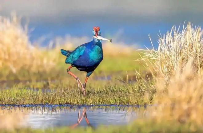 曾认为国内已灭绝！144年后一只瘸腿一只被困再现厦门(图15)