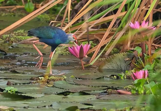 曾认为国内已灭绝！144年后一只瘸腿一只被困再现厦门(图13)