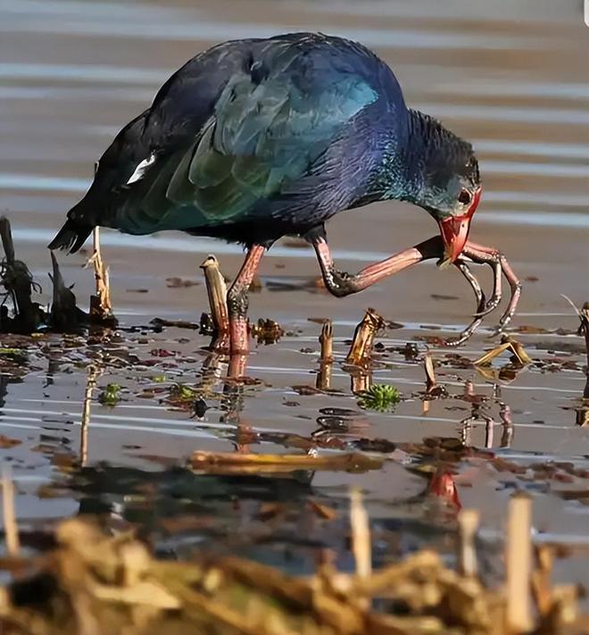 曾认为国内已灭绝！144年后一只瘸腿一只被困再现厦门(图16)