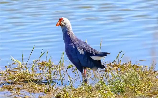 曾认为国内已灭绝！144年后一只瘸腿一只被困再现厦门(图1)