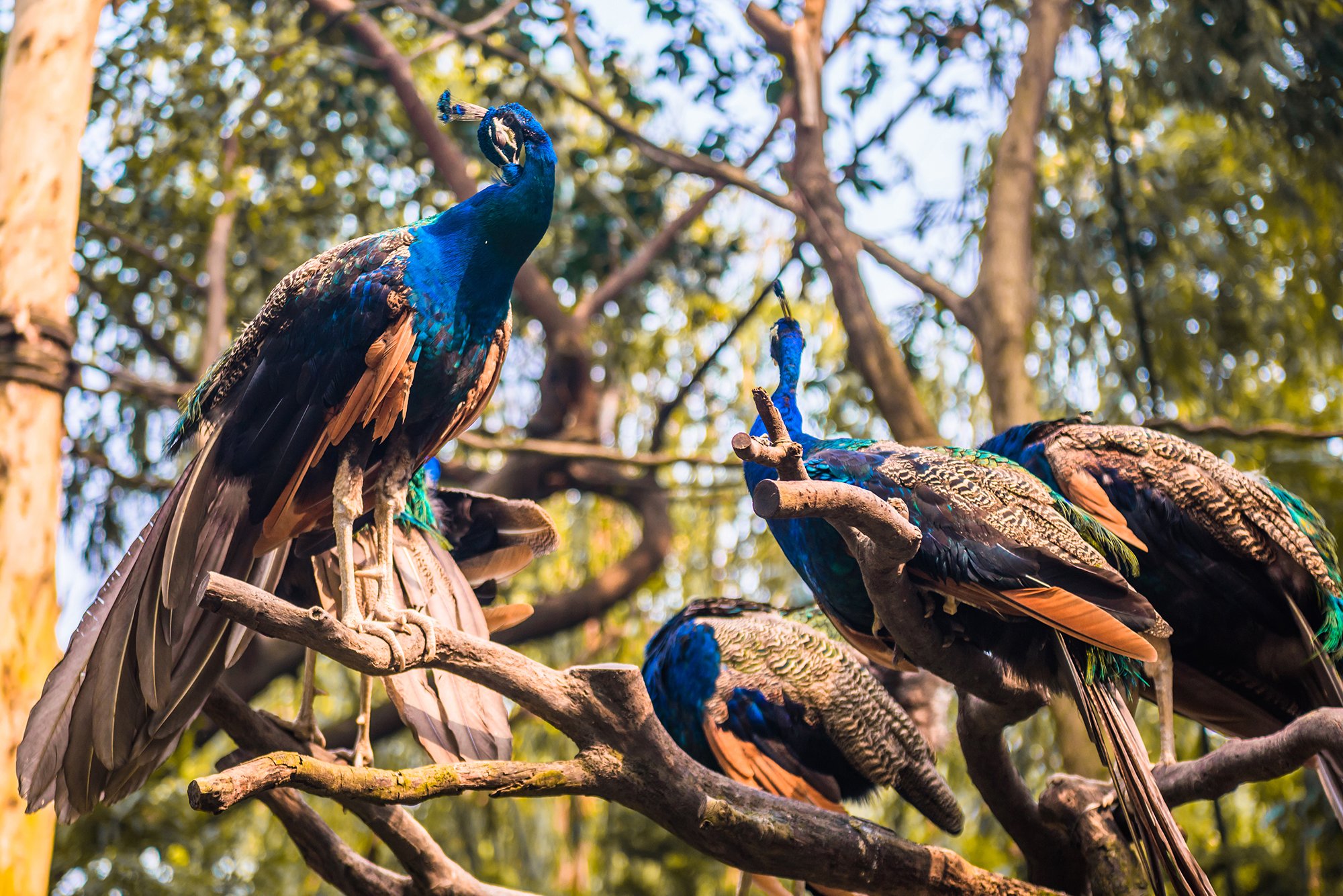 长三角示范区“居民”多多！水生生物388种、还有24种国家二级保护动物(图1)